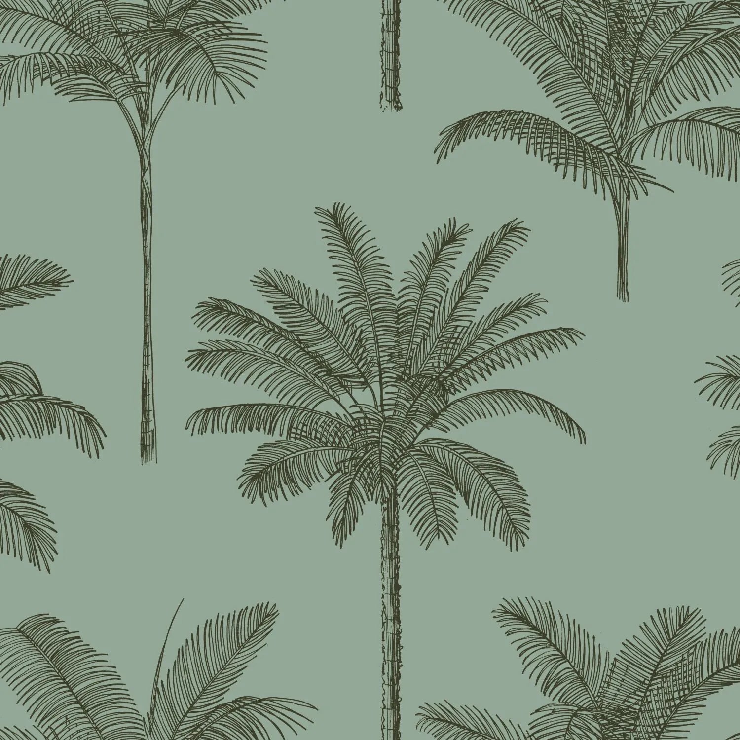 Paradise - Country Palm