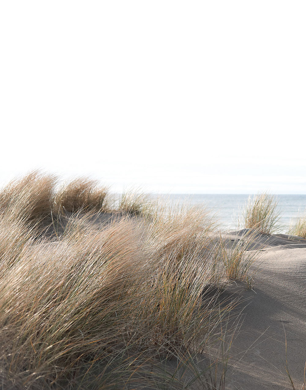 Smart Art Easy - Beach Grass smart walls Marburg    