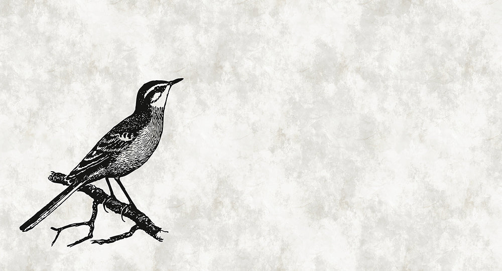 Walls By Patel - Sketchpad digital print AS Creation Bird on Branch   110366