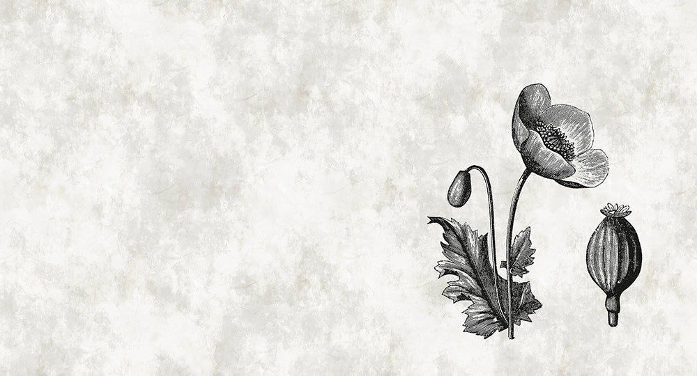 Walls By Patel - Sketchpad digital print AS Creation Poppy   110376