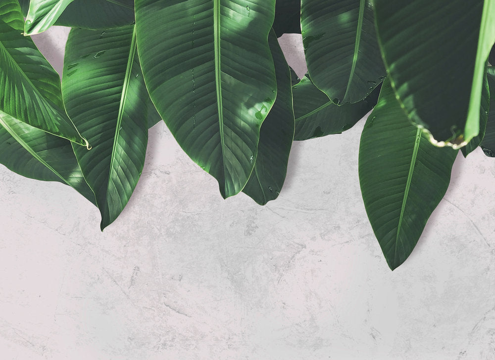 Design Walls - Leaves Wall digital print AS Creation Grey   118547