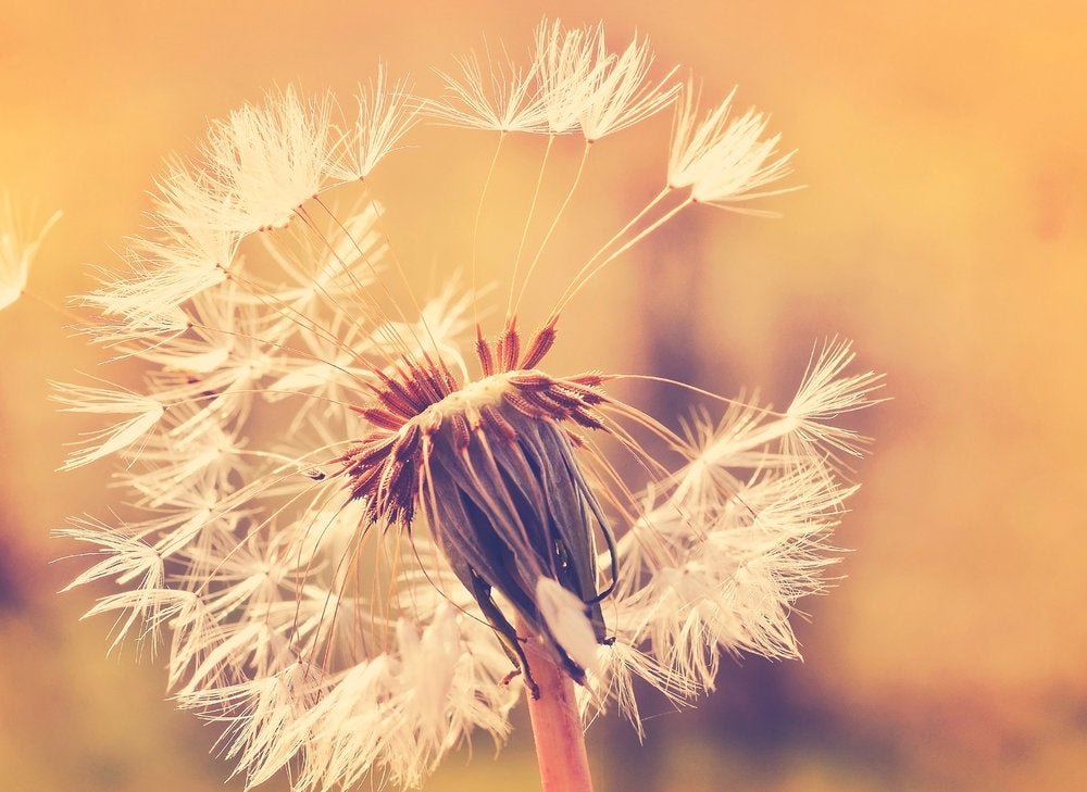 Design Walls - Dandelion digital print AS Creation Orange   118595