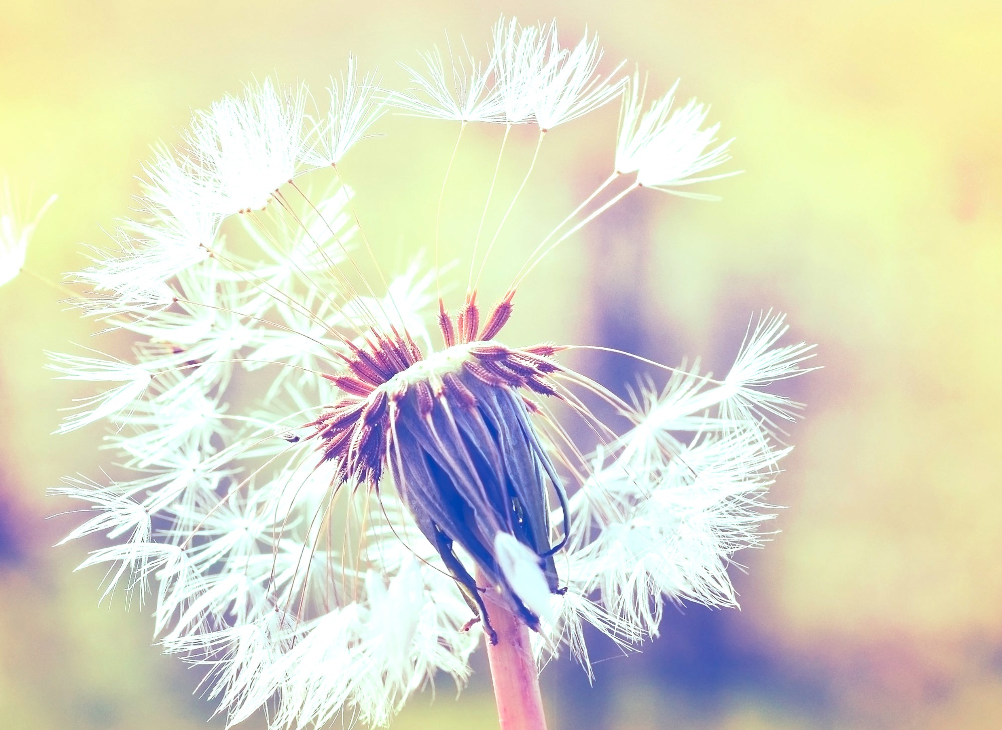 Design Walls - Dandelion digital print AS Creation Yellow   118597