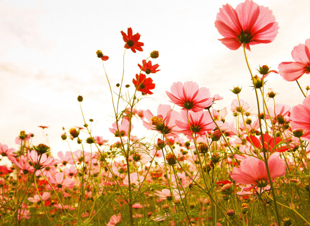 Design Walls - Flower Meadow digital print AS Creation Pink   118599