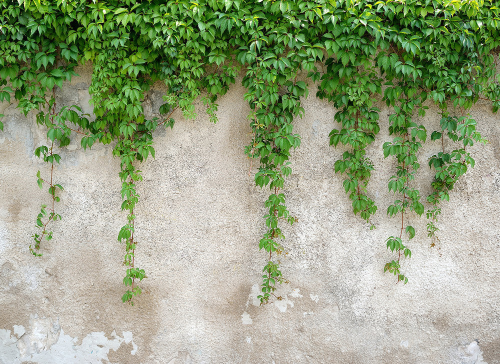 Design Walls - Climbing Leaves digital print AS Creation    