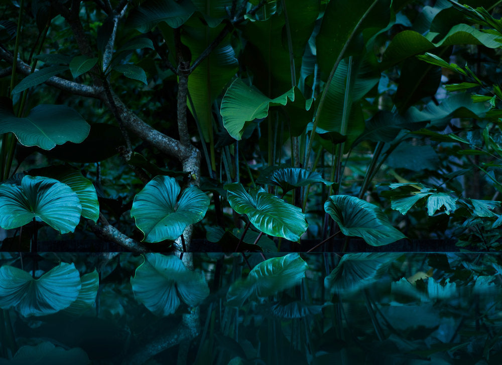 Design Walls - Tropical Pond digital print AS Creation    