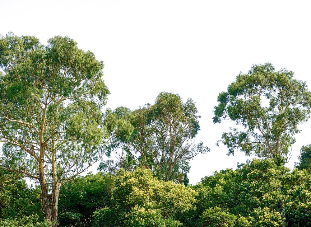 Design Walls - Treetop digital print AS Creation    