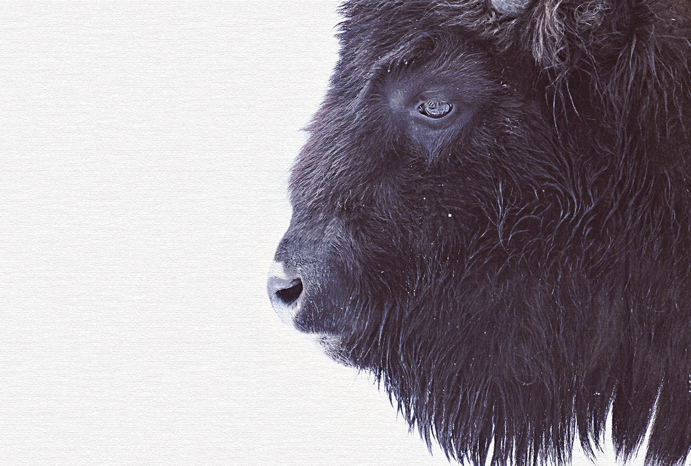 ARTist - Black Buffalo digital print AS Creation Black   119797