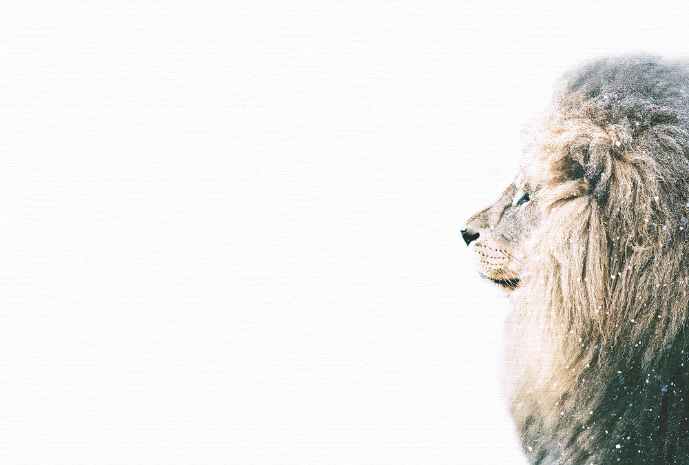 ARTist - Lion in Snow digital print AS Creation White   119801