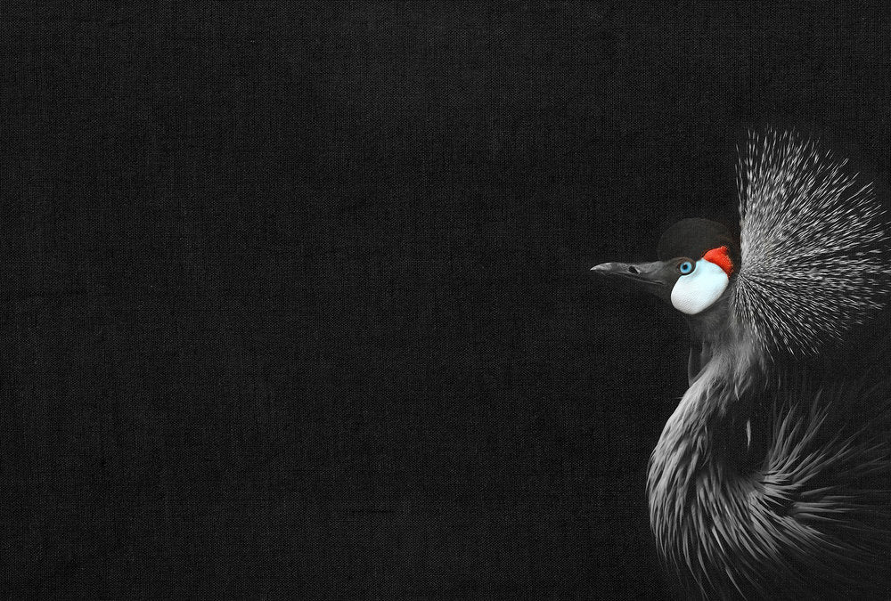 ARTist - Crowned Crane Black digital print AS Creation Black   119805