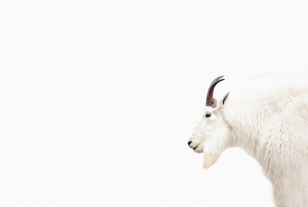ARTist - Mountain Goat digital print AS Creation White   119809
