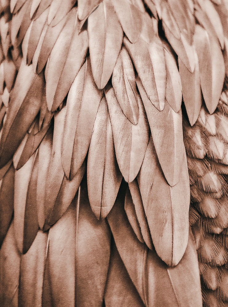 ARTist - Feathers digital print AS Creation Brown   119841