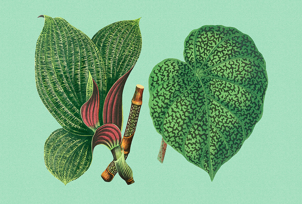 Walls by Patel 3 - Leaf Garden Caladium digital print AS Creation Green   DD121952