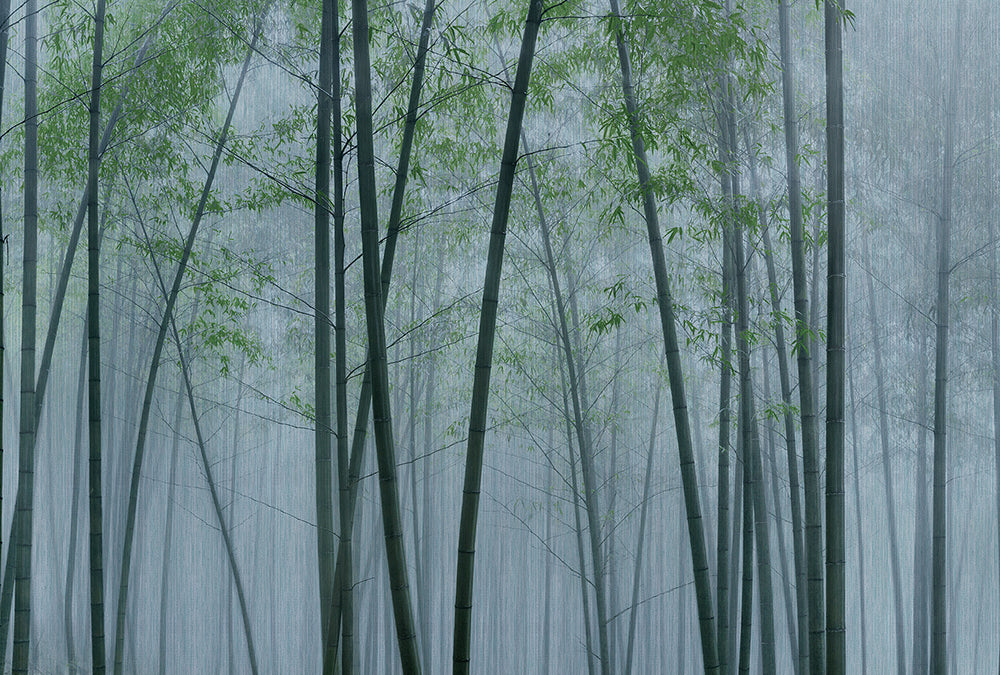 Walls by Patel 3 - In the Bamboo digital print AS Creation Blue-Green   DD122104