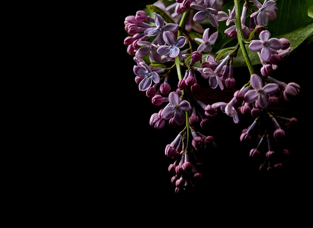 Designwalls 2 - Dark Flowers digital print AS Creation Purple   DD123465