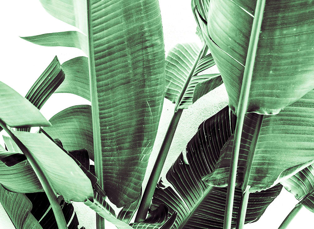 Designwalls 2 - Palm Fronds 2 digital print AS Creation Green   DD123477