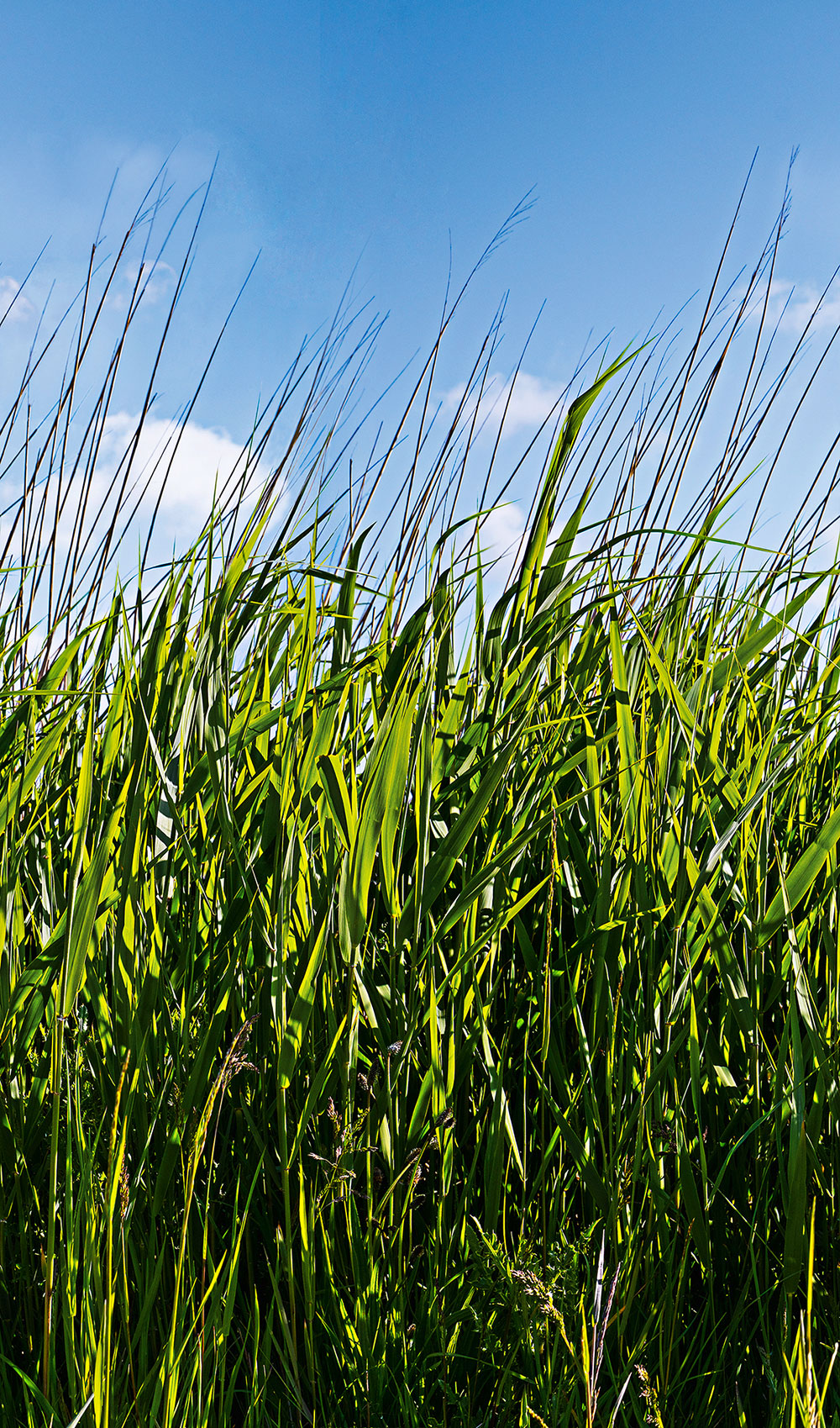 Smart Art Easy - Grass Meadow smart walls Marburg    