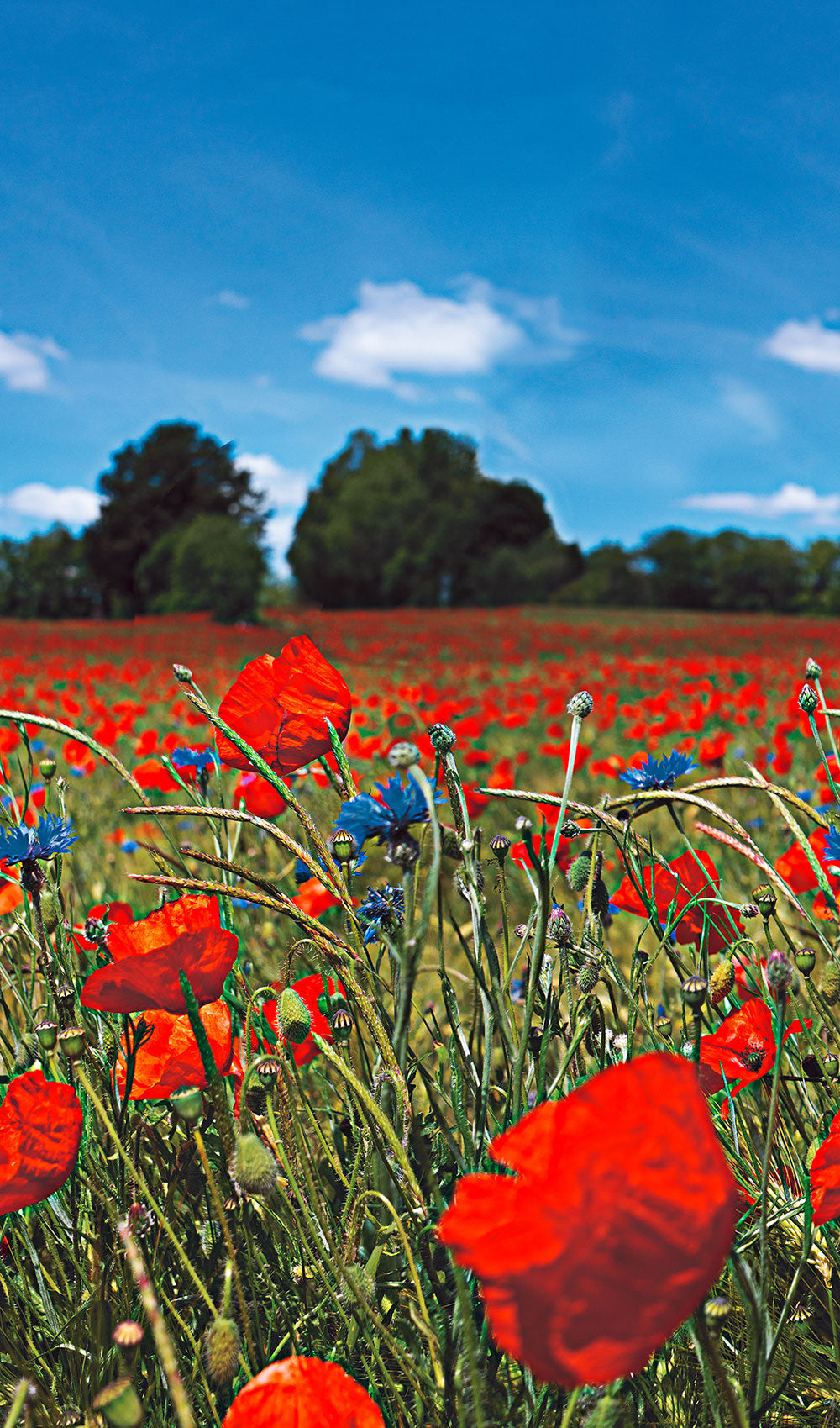 Smart Art Easy - Poppy Meadow smart walls Marburg    