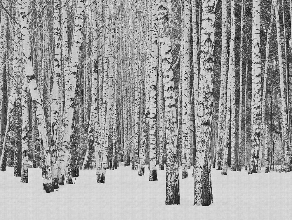 The Wall - Tree Trunks smart walls AS Creation    
